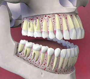 Tændernes placering anatomi