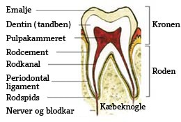 rodbehandling-tand-anatomi